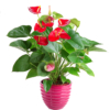 Planta Anthurium