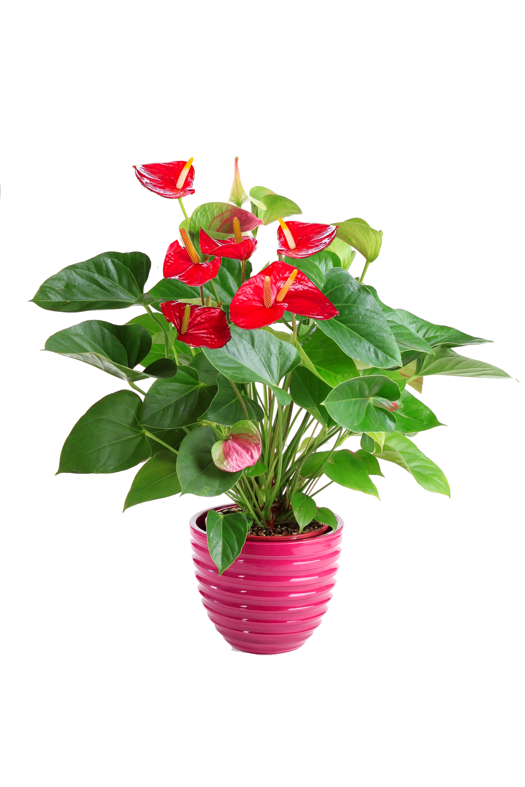 Planta Anthurium