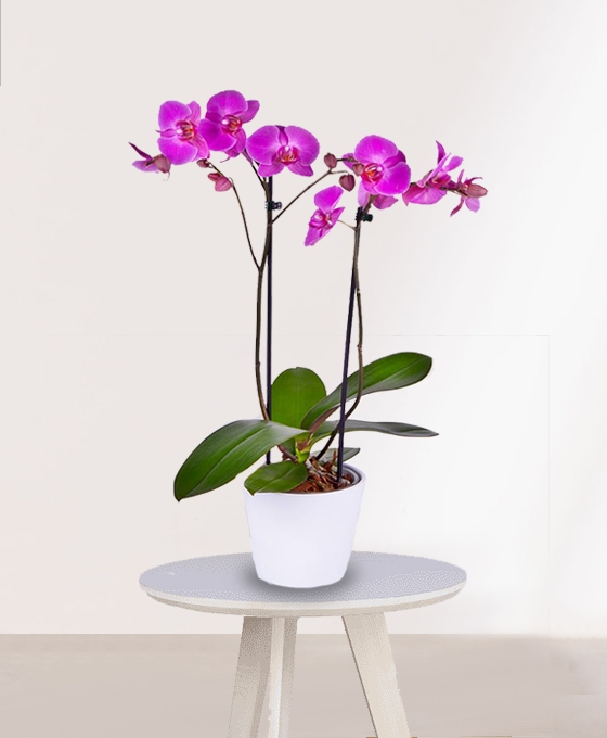 Plantas