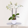 Planta Orquídea