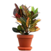 Planta Croton