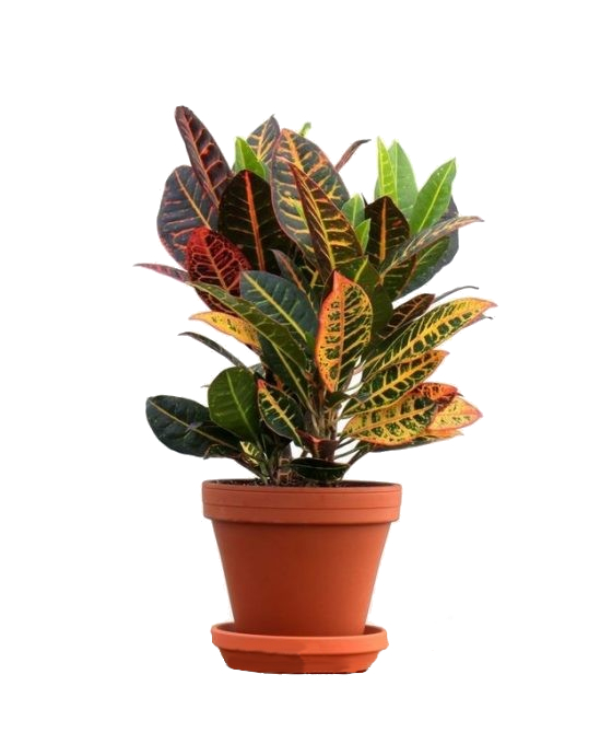 Planta Croton
